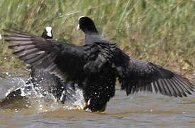 Eurasian Coot