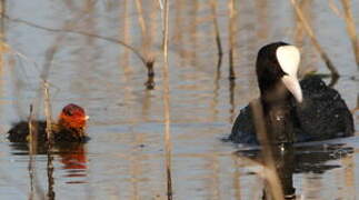 Eurasian Coot