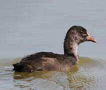 Eurasian Coot