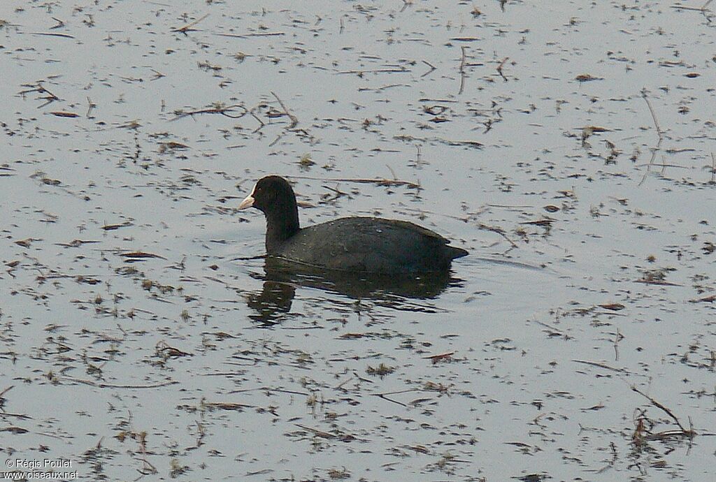 Eurasian Cootadult