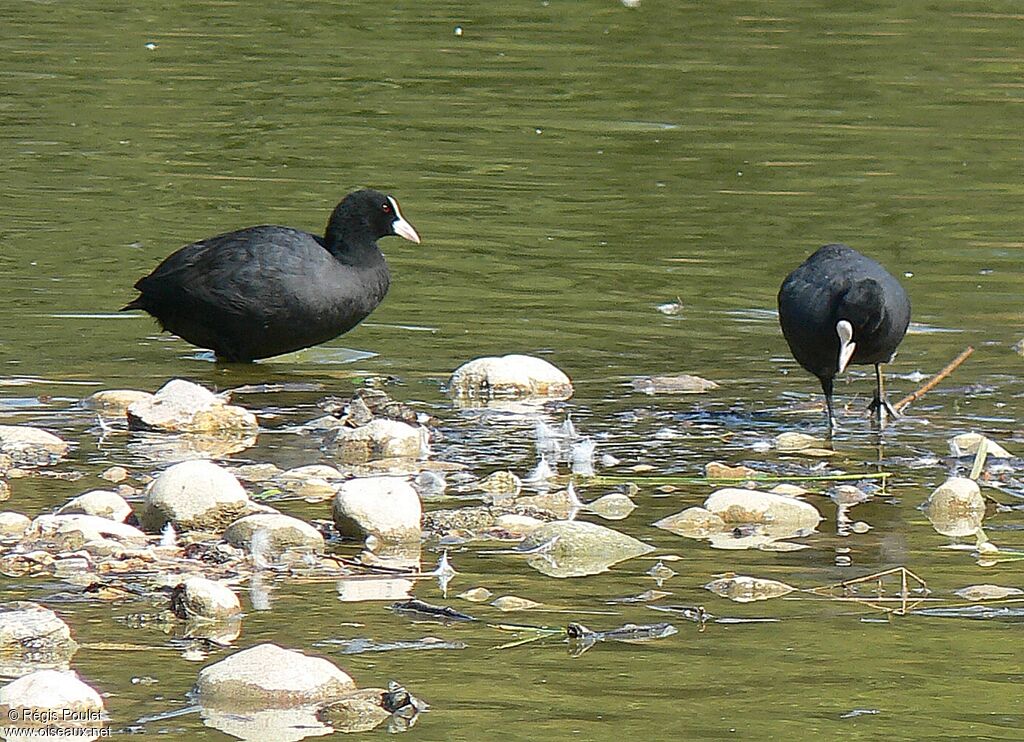 Eurasian Cootadult