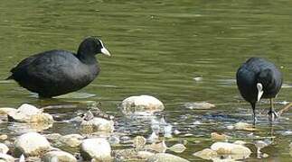 Eurasian Coot