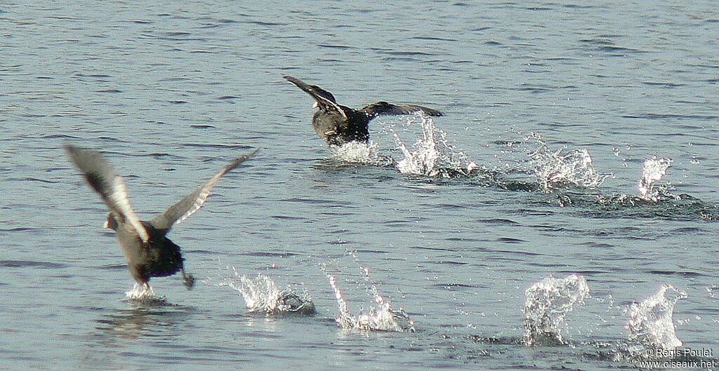 Eurasian Coot