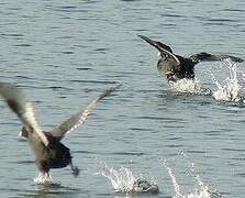 Eurasian Coot