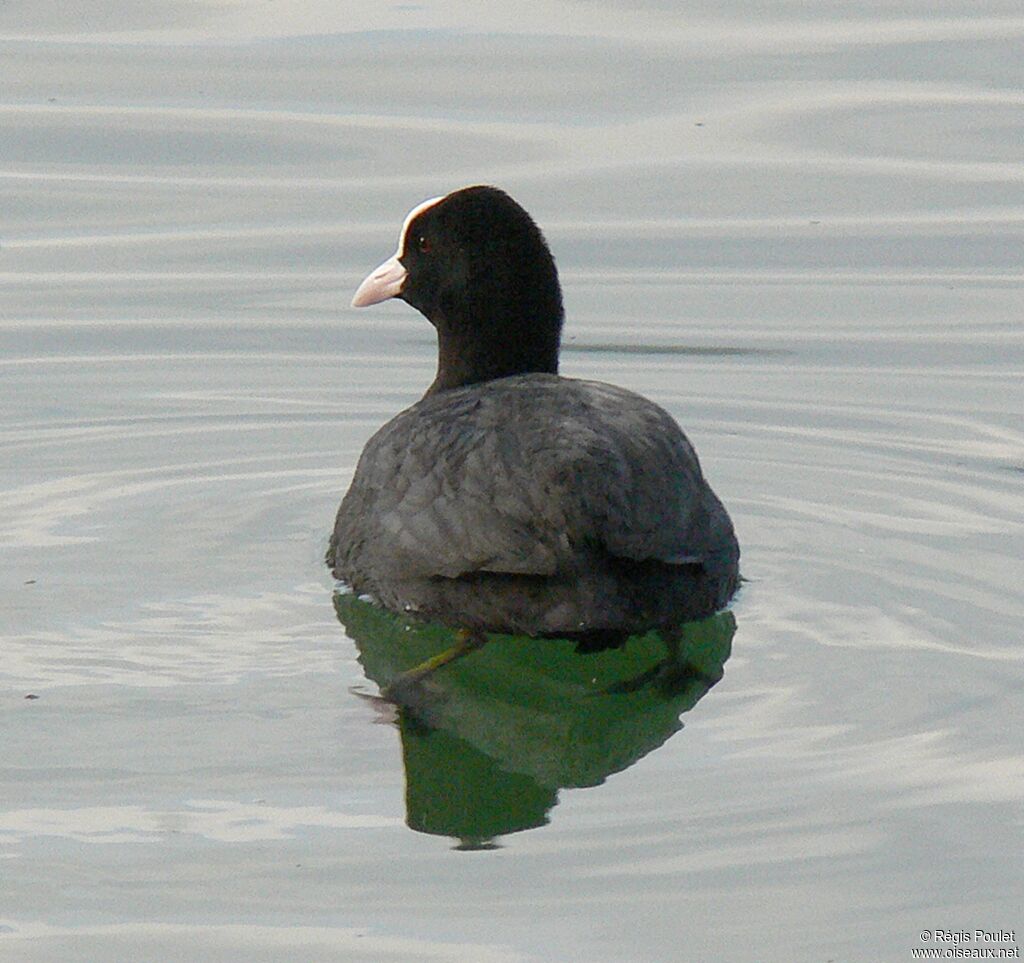 Foulque macrouleadulte