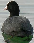 Eurasian Coot