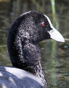 Eurasian Coot