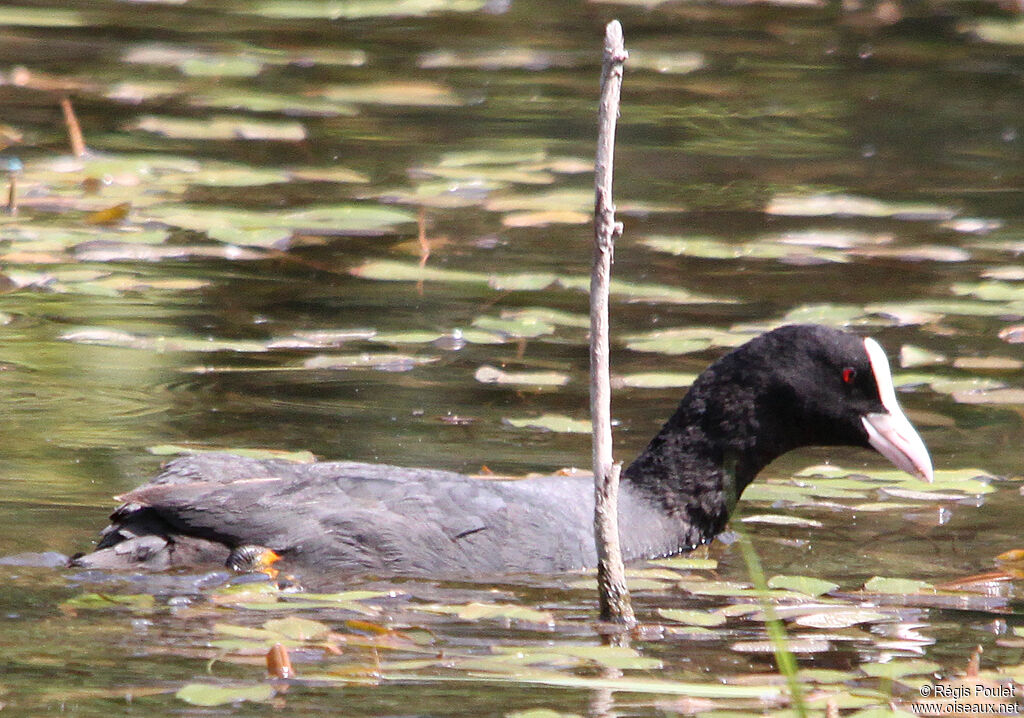 Foulque macrouleadulte, identification