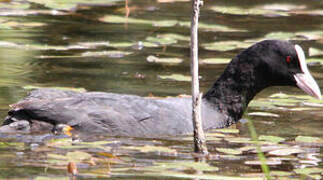 Eurasian Coot