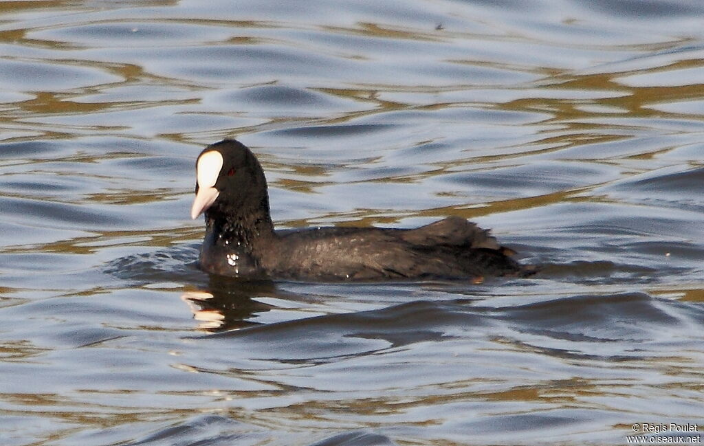 Eurasian Coot