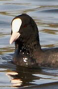 Eurasian Coot