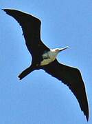 Magnificent Frigatebird