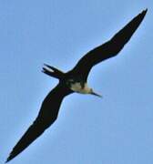 Magnificent Frigatebird