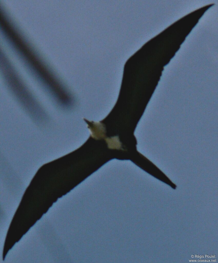 Magnificent Frigatebird female immature