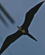 Magnificent Frigatebird