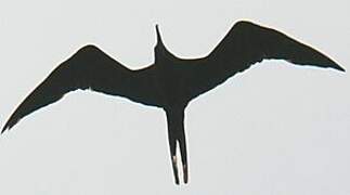 Magnificent Frigatebird