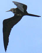 Magnificent Frigatebird