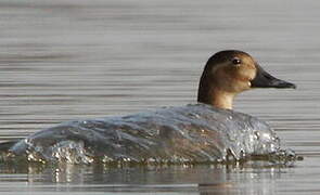 Common Pochard