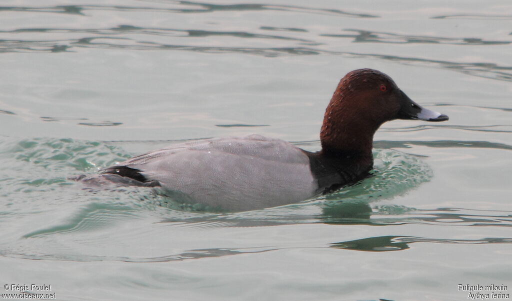 Common Pochard male adult