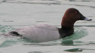 Common Pochard