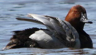 Common Pochard