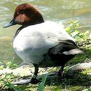 Common Pochard