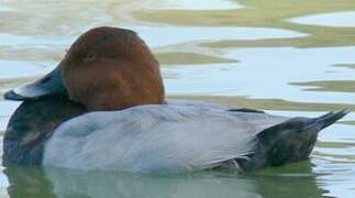 Common Pochard