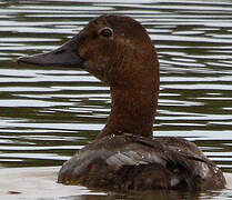 Common Pochard