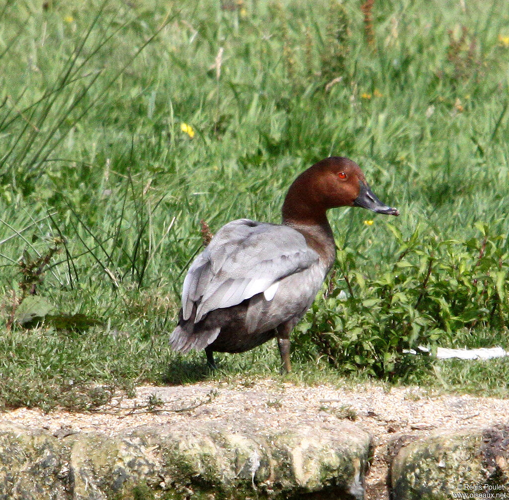 Common Pochard male adult post breeding