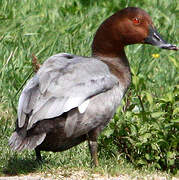 Common Pochard