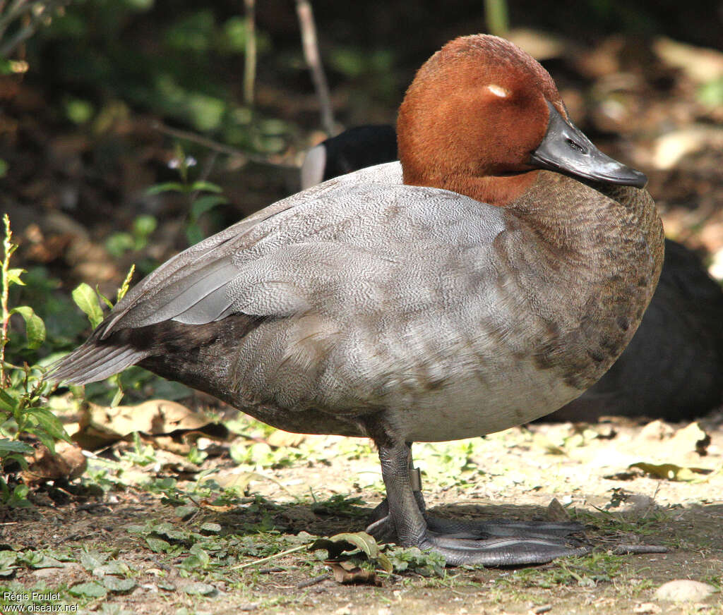 Common Pochard male adult post breeding, identification