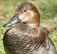 Common Pochard