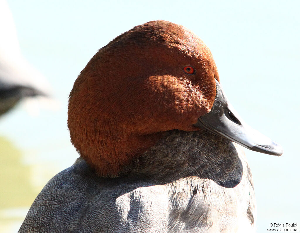 Common Pochard male adult