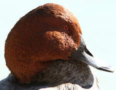 Common Pochard