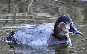 Common Pochard