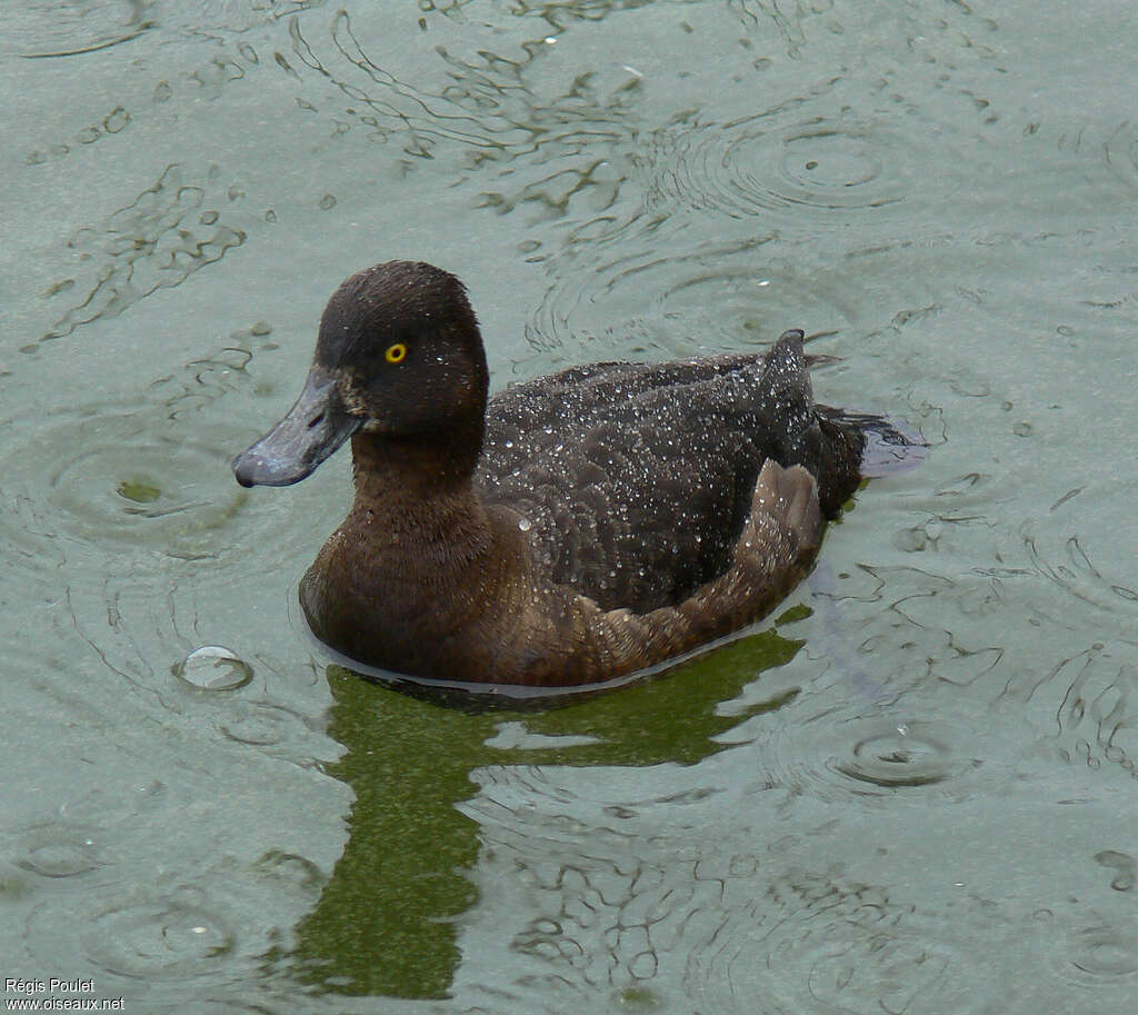 Greater Scaupjuvenile, identification