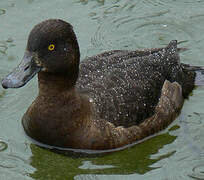 Greater Scaup