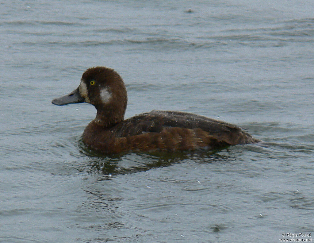 Greater Scaup female adult