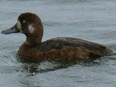 Greater Scaup