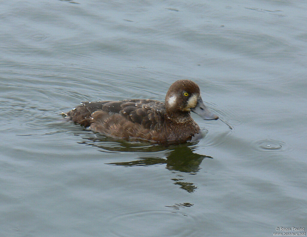 Greater Scaup female adult