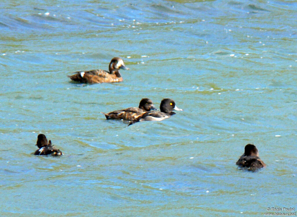 Greater Scaup