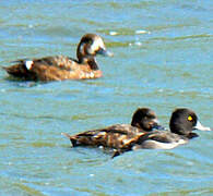 Greater Scaup