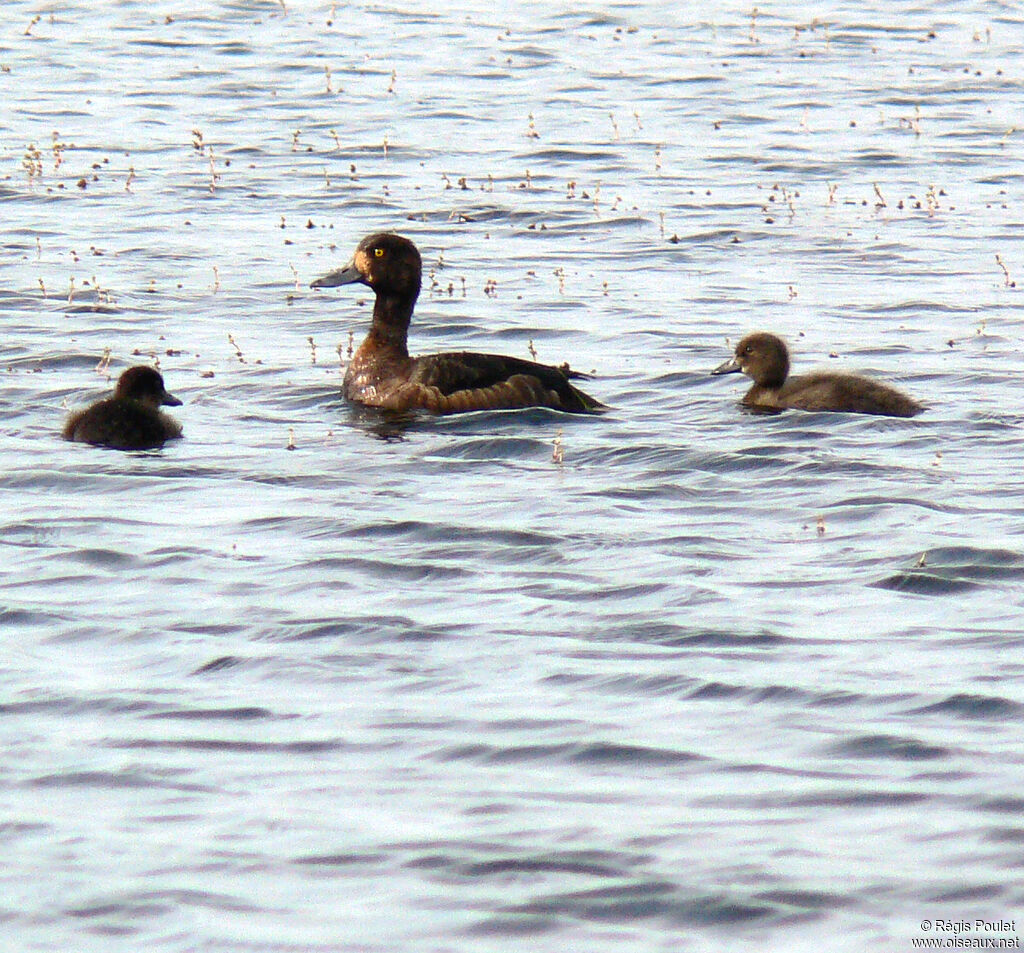 Greater Scaup female