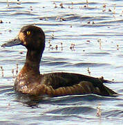 Greater Scaup