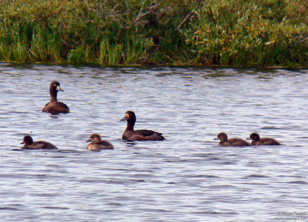 Greater Scaup
