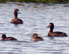 Greater Scaup