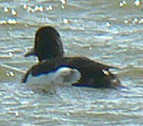 Greater Scaup