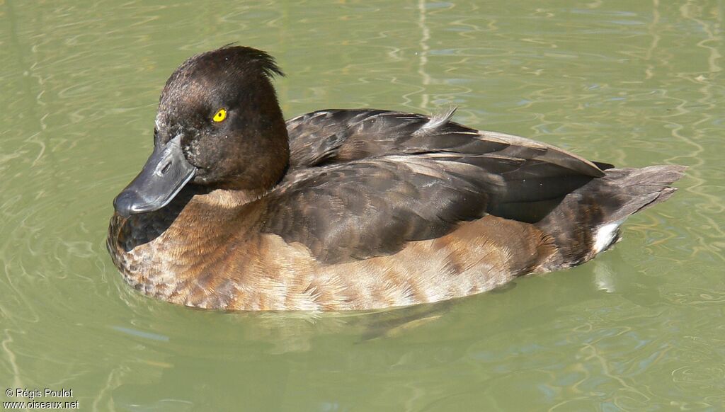 Tufted Duck female adult, identification