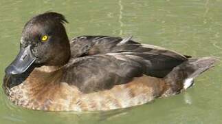 Tufted Duck