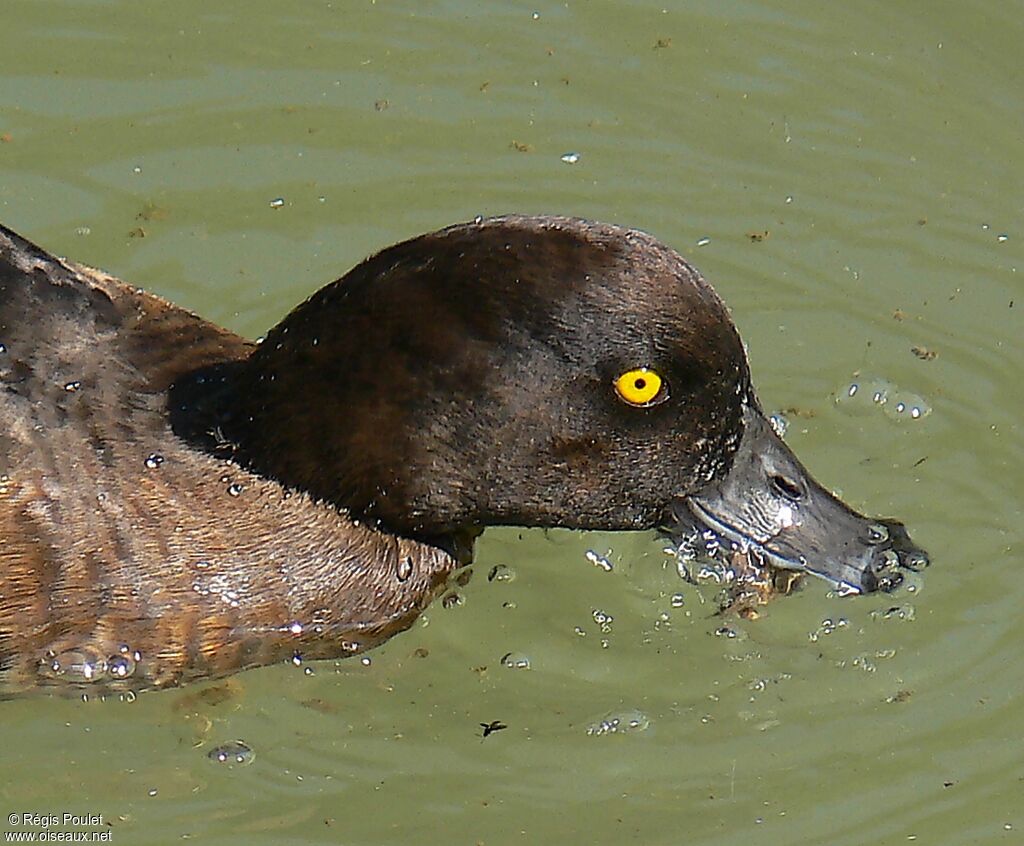 Tufted Duck female adult